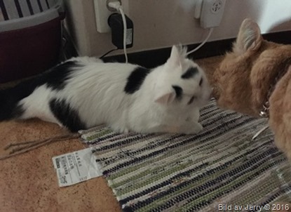 Maja och Felix