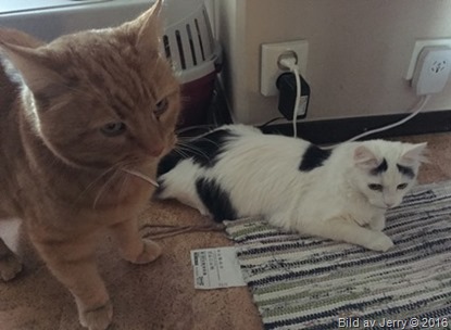 Felix och Maja