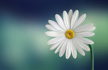 Blomma Blomma