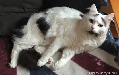 2016-03-20 Maja