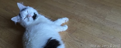 2016-04-15 Maja