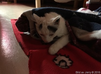 2016-04-28 Maja