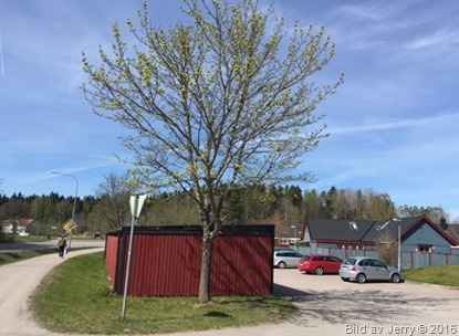 2016-05-06 Trädet