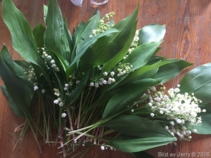 2016-05-29 Lily of the Valley