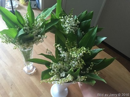 Lily of the Valley