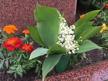 Lily of the Valley 29 maj 2016