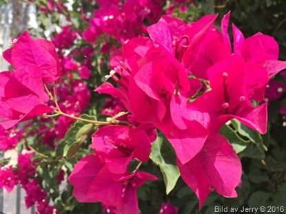 Blommor fr&aring;n Israel 2016
