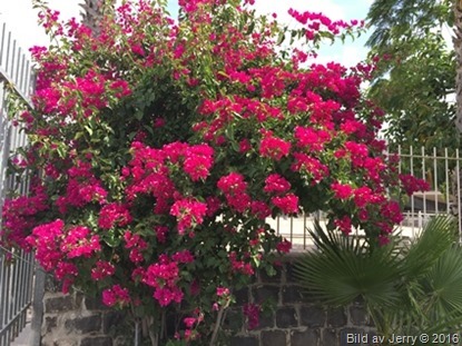 Blommor fr&aring;n Israel 2016