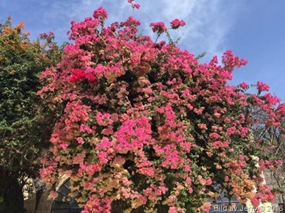 Blommor fr&aring;n Israel 2016