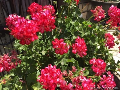 Blommor fr&aring;n Israel 2016