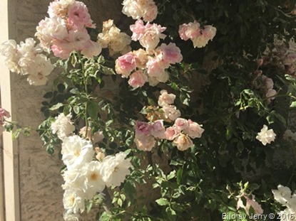 Blommor fr&aring;n Israel 2016