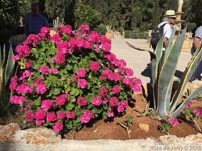 Blommor fr&aring;n Israel 2016