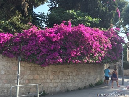 Blommor fr&aring;n Israel 2016