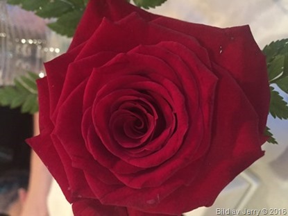 Blommor fr&aring;n Israel 2016