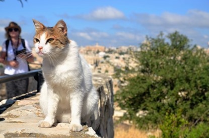 Studieresa till Israel 9-13 maj 2016 Studieresa till Israel 9-13 maj 2016
