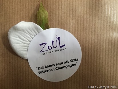 2016-06-29 ZoUL FishSpa 2016-06-29 ZoUL FishSpa