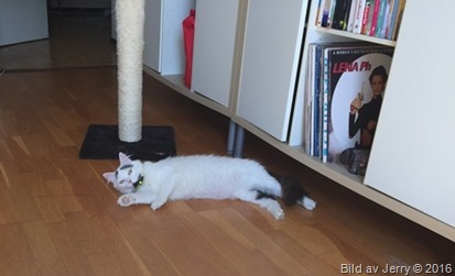 Maja 2016-07-20