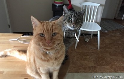 Felix & Maxi 12 år! Felix & Maxi 12 år!