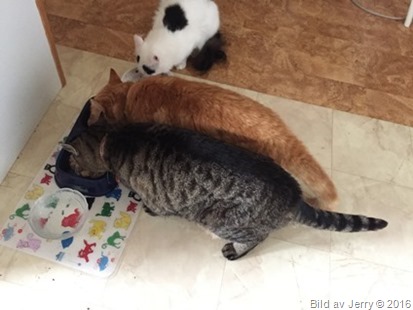 Felix & Maxi 12 år! Felix & Maxi 12 år!