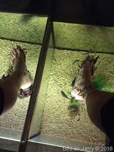 ZoUL FishSpa 2016-08-30