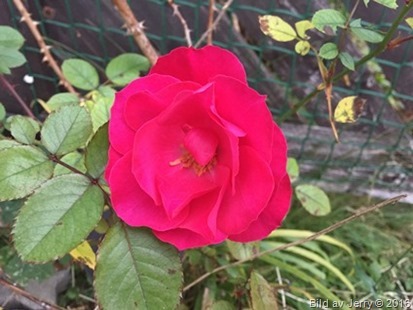 22 oktober Rosen