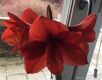 1 februari 2017 Amaryllis 1 februari 2017 Amaryllis