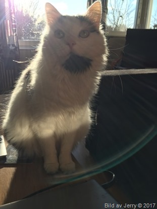 7 februari 2017 Maja