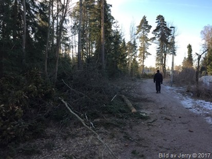 15 februari 2017 Trädfällning