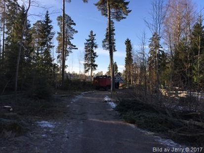 15 februari 2017 Trädfällning