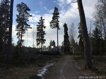 16 februari 2017 Trädfällning