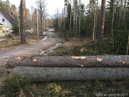 16 februari 2017 Trädfällning