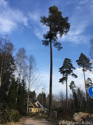 16 februari 2017 Trädfällning
