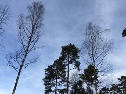 19 februari 2017 Förmiddagspromenad