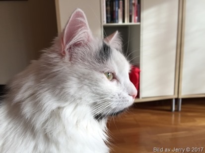 19 februari 2017 Maja