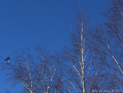 23 februari 2017 Nakna björkar 23 februari 2017 Nakna björkar