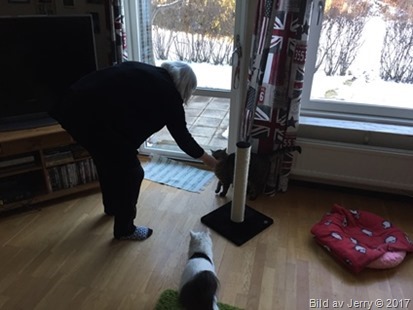 23 februari 2017 Matar katter 23 februari 2017 Matar katter