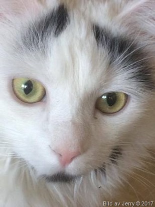 23 februari 2017 Maja 23 februari 2017 Maja