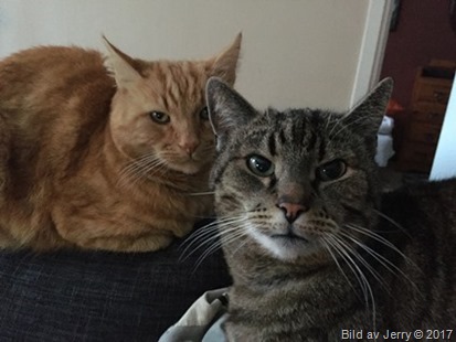 23 februari 2017 Felix & Maxi 23 februari 2017 Felix & Maxi
