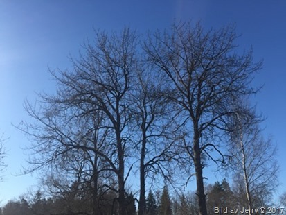 6 mars 2017 Träd
