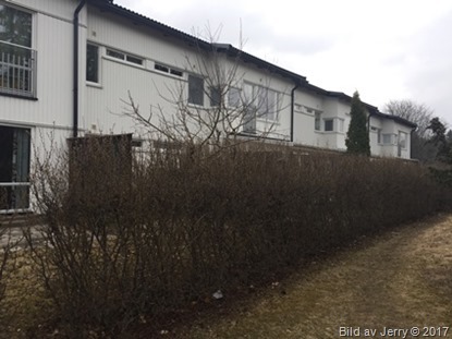 10 april 2017 Beskära äppelträd