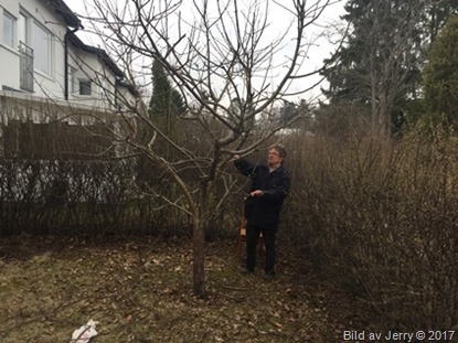 10 april 2017 Beskära äppelträd