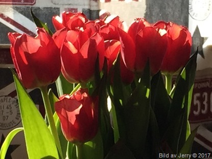 15 april 2017 Red tulips, röda tulpaner
