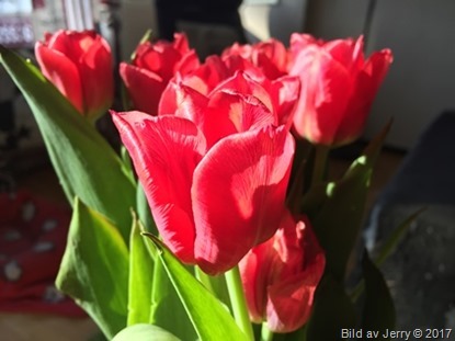 15 april 2017 Red tulips, röda tulpaner