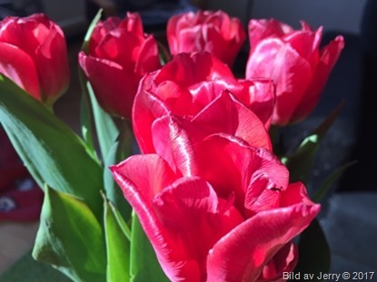 15 april 2017 Red tulips, röda tulpaner