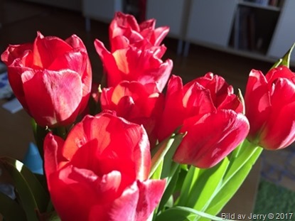 15 april 2017 Red tulips, röda tulpaner