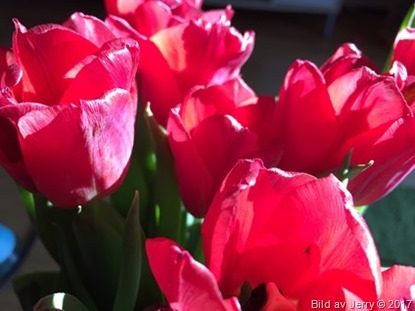 15 april 2017 Red tulips, röda tulpaner