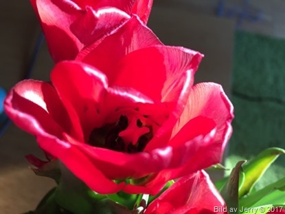 15 april 2017 Red tulips, röda tulpaner