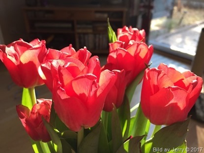15 april 2017 Red tulips, röda tulpaner