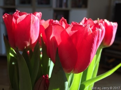 15 april 2017 Red tulips, röda tulpaner