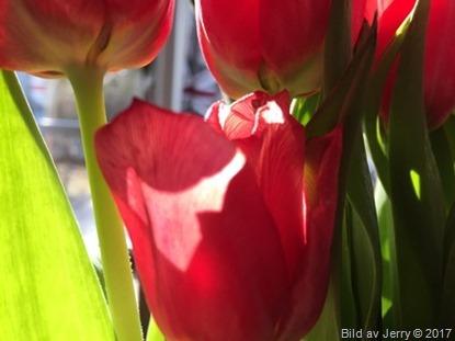 15 april 2017 Red tulips, röda tulpaner